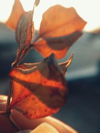 Close-up of wilted plant during autumn