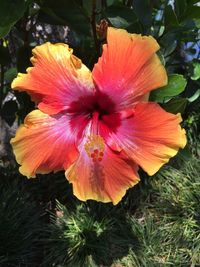 Close-up of hibiscus blooming outdoors