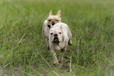 Dog on field