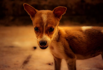 Portrait of dog standing on field