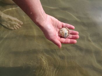 High angle view of man holding seashell at beach