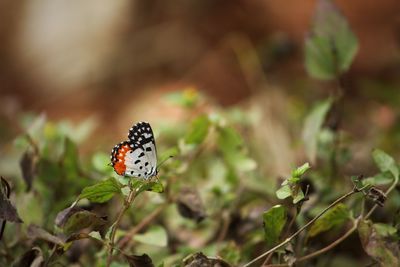 Close-up of butterfly on plant