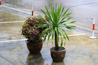 Close-up of potted plant