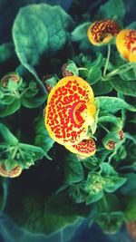 Close-up of orange flowers blooming outdoors