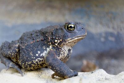 Close-up of frog