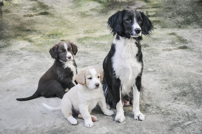 Portrait of dogs sitting outdoors