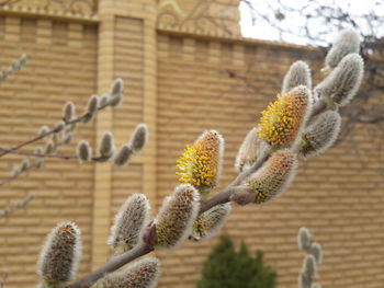 Low angle view of cactus plant