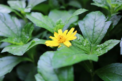 Close-up of yellow flowering plant
