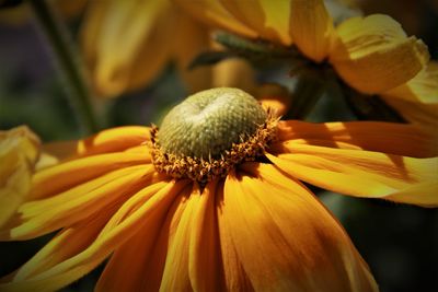 Close-up of yellow flower blooming outdoors