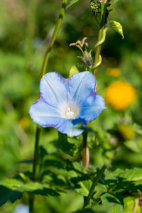 Close-up of flower blooming outdoors