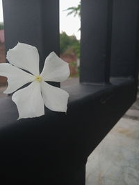 Close-up of white flowering plant