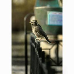 Close-up of bird perching outdoors