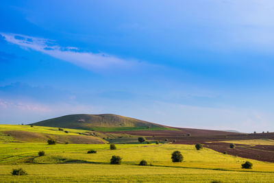 Scenic view of agricultural field against blue sky