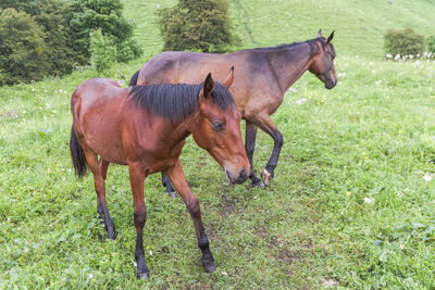 Horses in a field