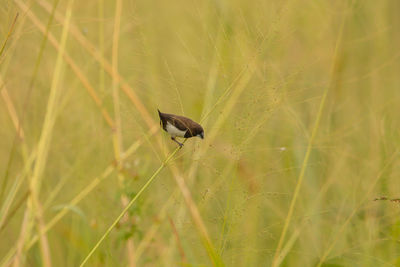 Close-up of bird perching on a field