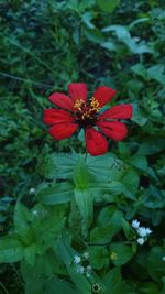 Close-up of red flowering plant