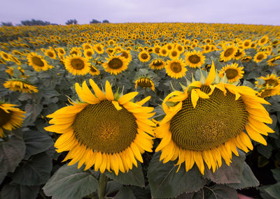 Sunflowers growing in field