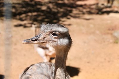 Close-up of a bird looking away