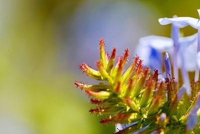 Close-up of flowering plant