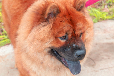 Close-up of a dog looking away