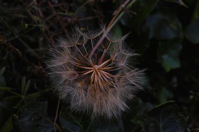 Close-up of dandelion on field