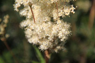 Close-up of white flowers blossoming