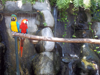 View of bird perching on branch in zoo