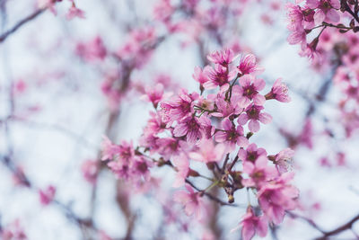 Close-up of pink cherry blossom