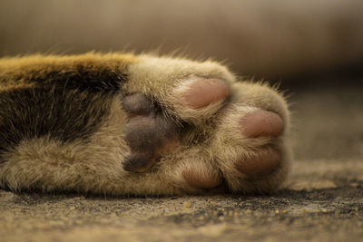 Close-up of cat sleeping