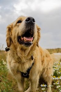 Portrait of a dog on field