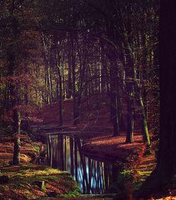 Trees in forest