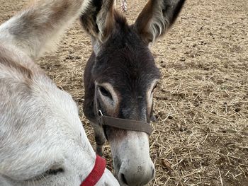 Close-up of a horse