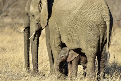 Close-up of elephant and calf on land