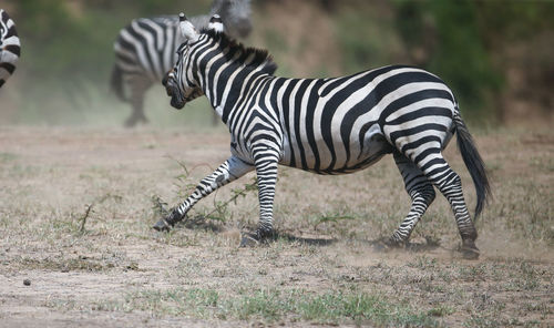 Zebra standing on field