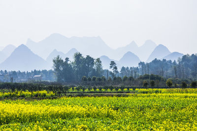 Scenic view of field against sky