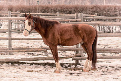 Horse standing in ranch