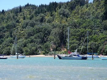 Scenic view of trees in forest