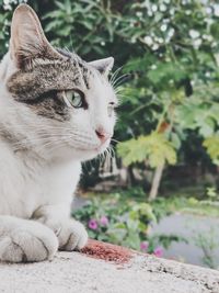 Close-up of a cat looking away
