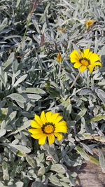 Close-up of yellow flowers