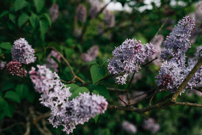 Close-up of purple flowering plant