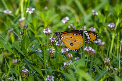 Butterfly pollinating flower