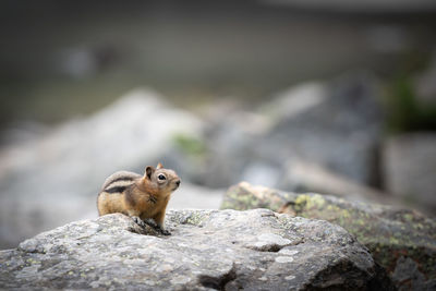 Curious chipmunk exploring, shot at lake louise, banff national park, canada