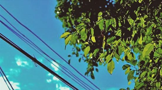 low angle view, blue, tree, sky, growth, branch, nature, green color, beauty in nature, day, leaf, no people, outdoors, clear sky, close-up, tranquility, cable, power line, sunlight, reflection