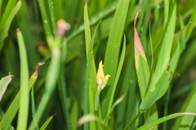 Close-up of fresh green plants in water