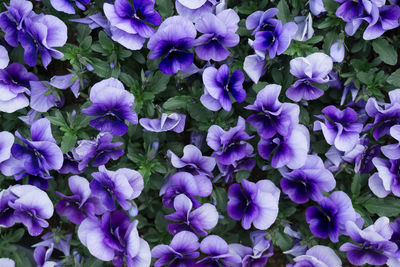 Full frame shot of purple flowers