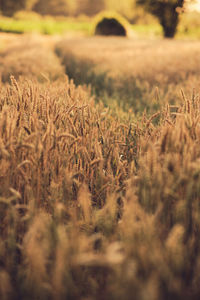 Close-up of wheat growing on field