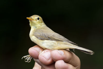 Close-up of hand holding bird against black background