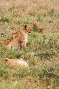 Lioness with cubs on field