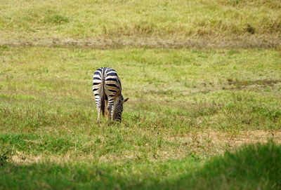View of a horse on field