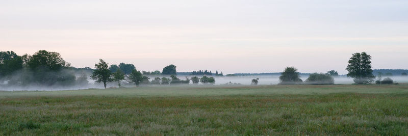 Trees on field against sky